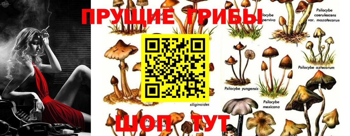 Псилоцибиновые грибы мицелий Артёмовский
